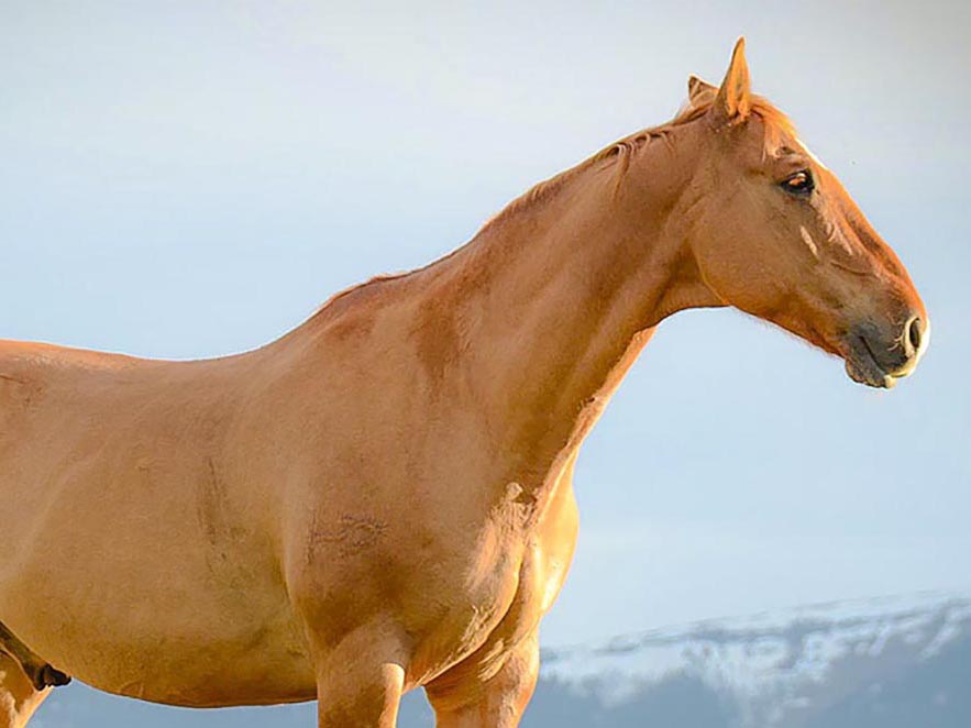 Horse