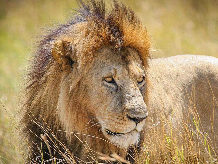 Lion