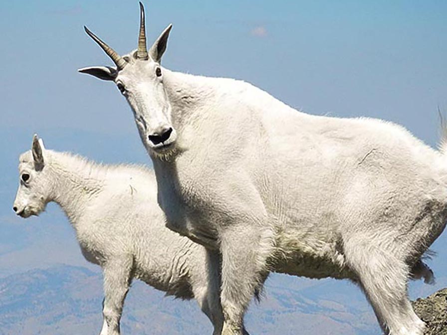 Mountain Goat