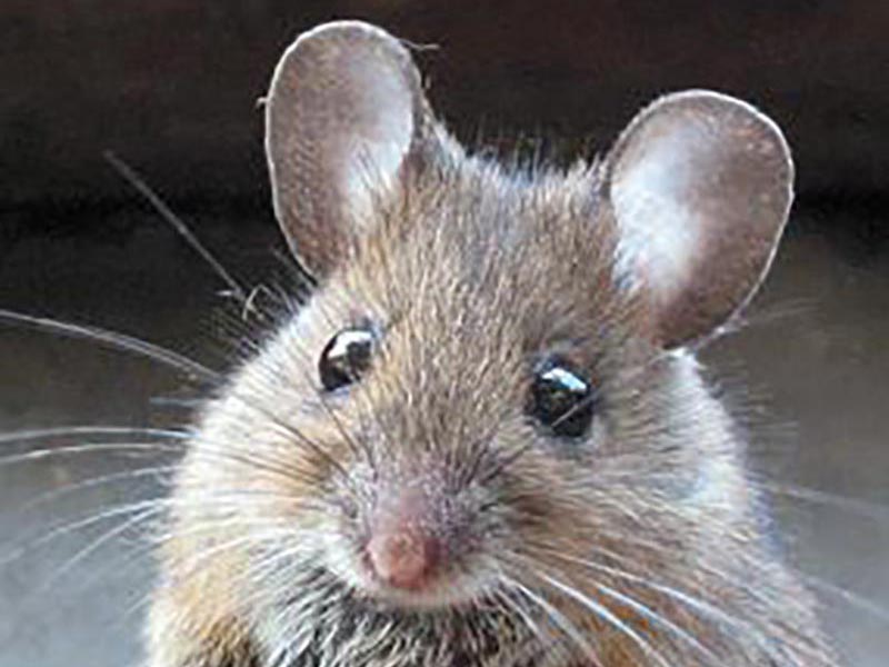 Mouse
