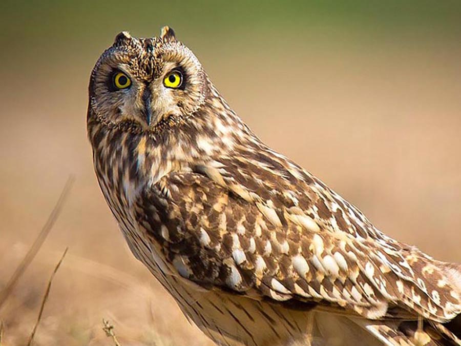 Owl