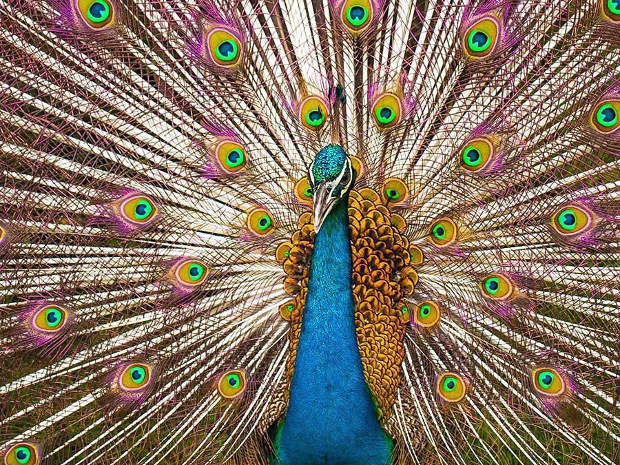 Peacock