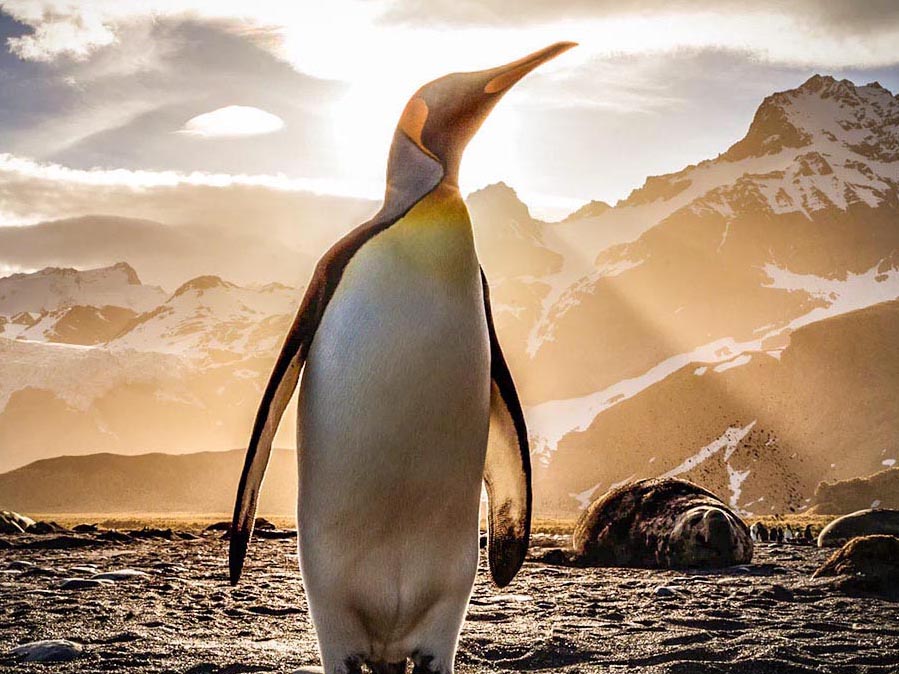 Penguin