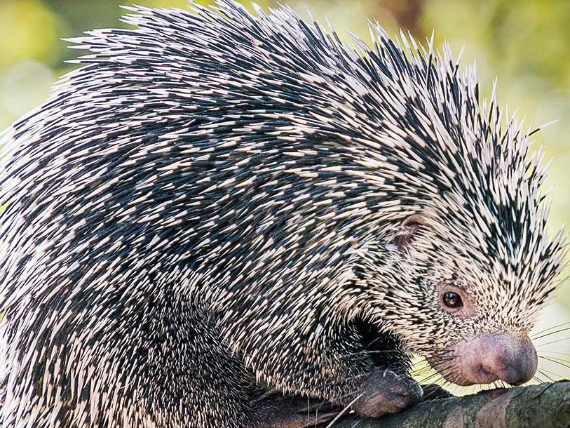 Porcupine