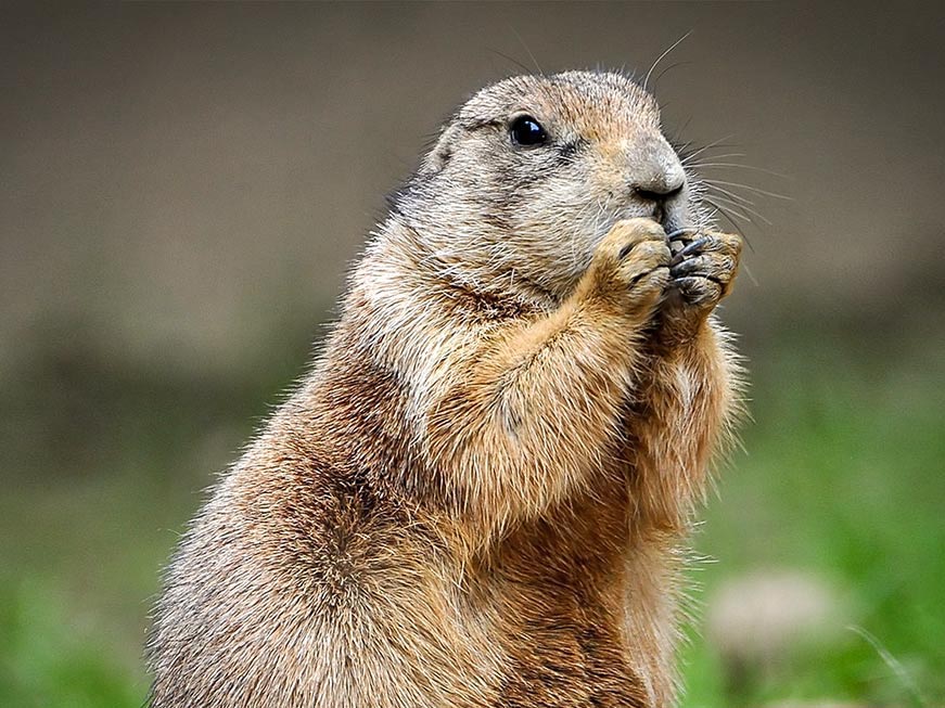 Prairie Dog