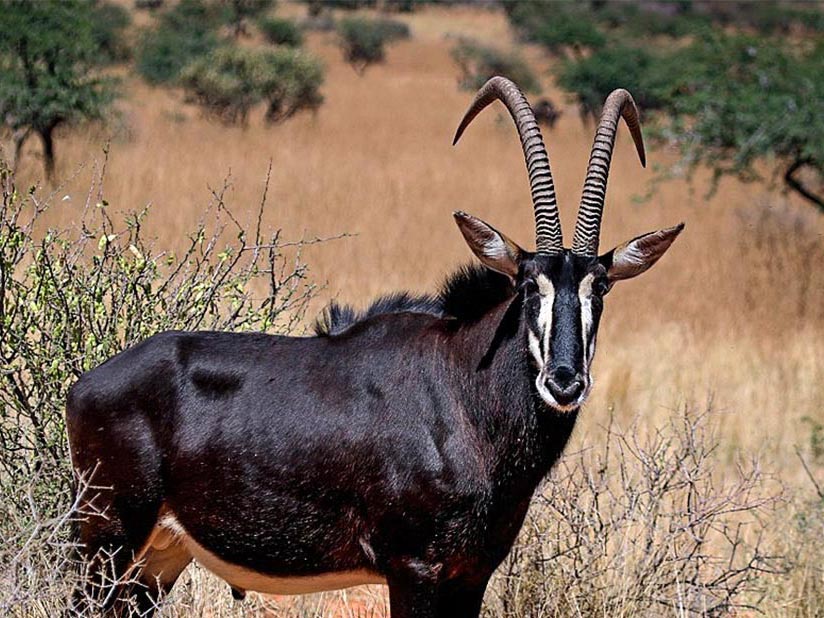 Sable