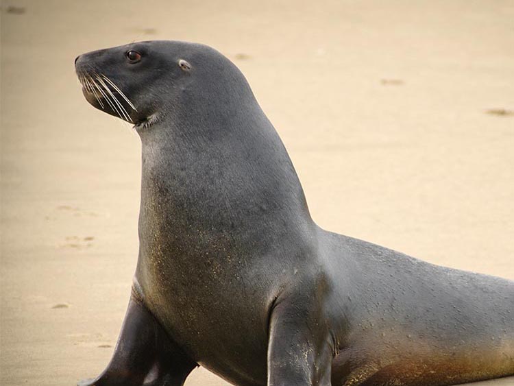 Sea Lion