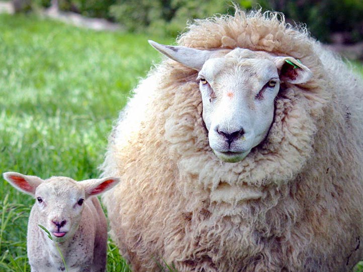 Sheep