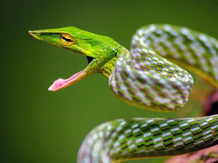 Snake