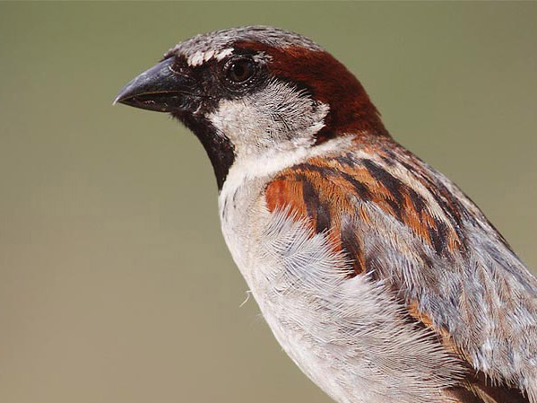 Sparrow personality