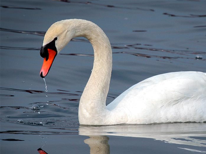 Swan