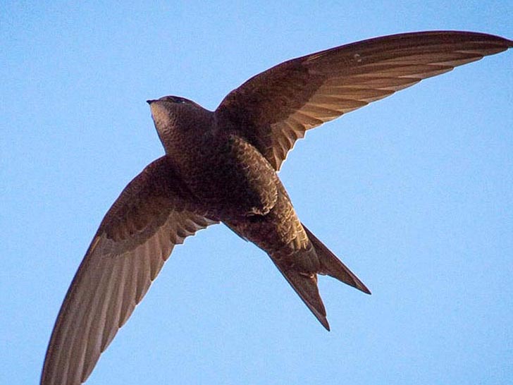 Swift personality