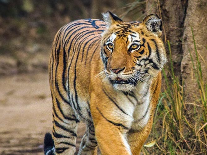 Tiger