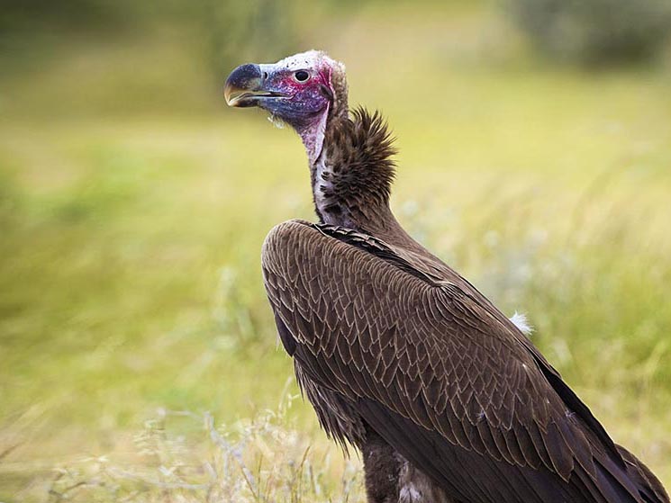 Vulture