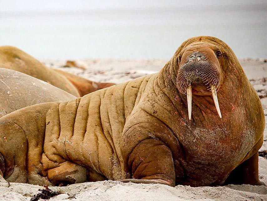 Walrus