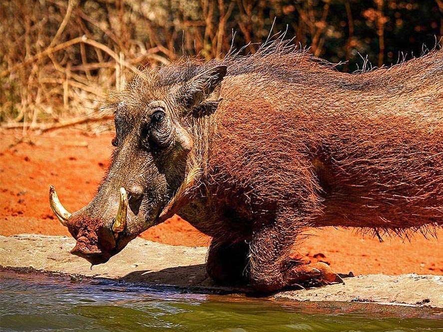 Warthog