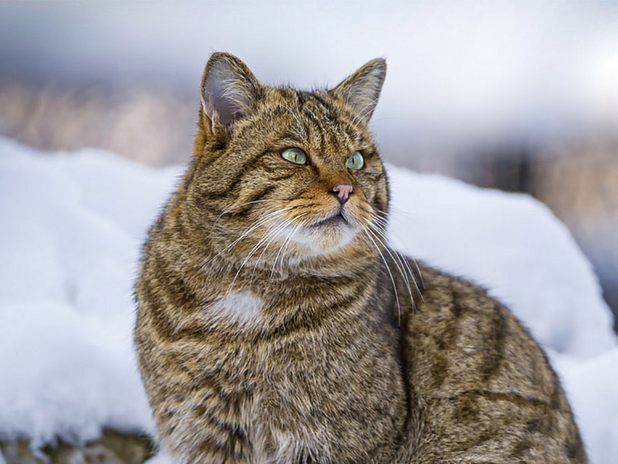 Wild Cat