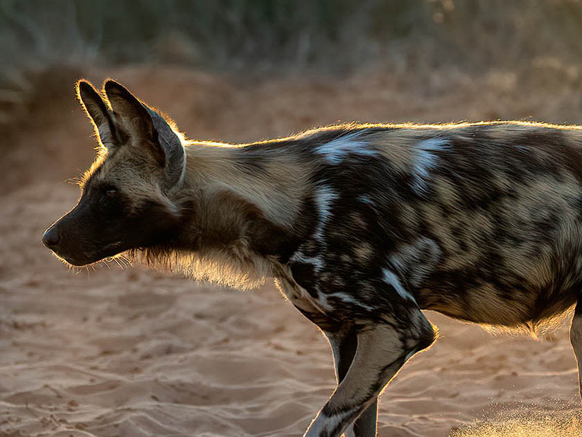 Wild Dog