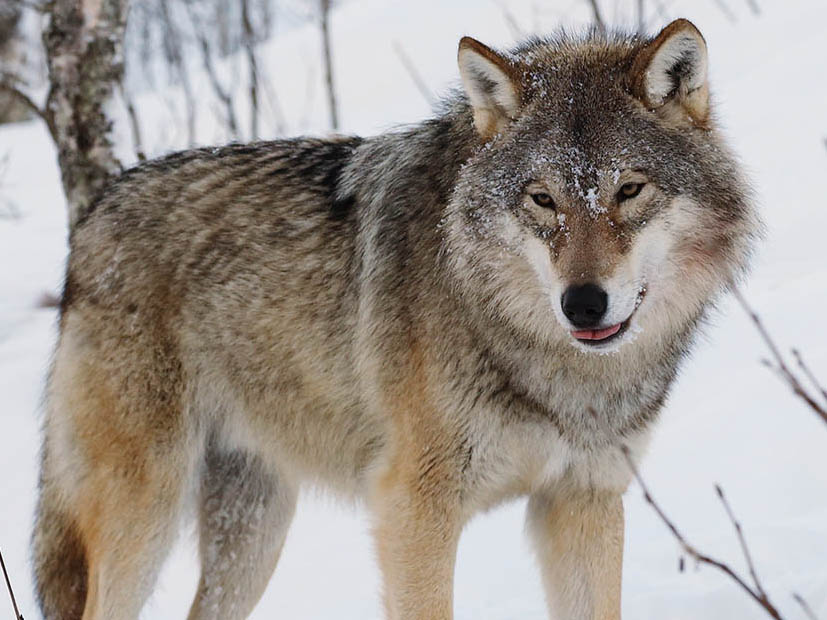 Wolf