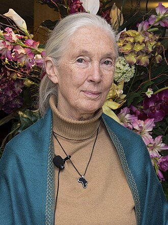 Portrait of Jane Goodall - Elephant personality