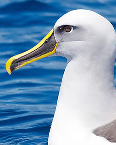 Albatross personality