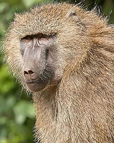Baboon personality