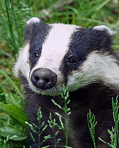Badger personality