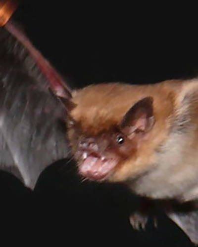 Bat personality