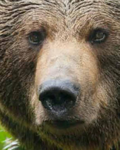 Bear personality