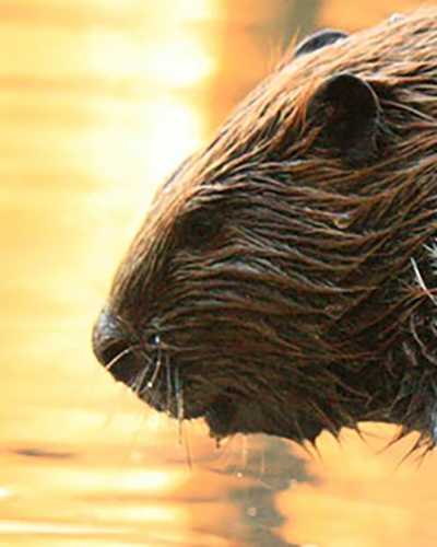 Beaver personality
