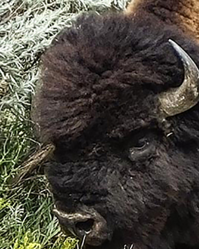 Bison personality