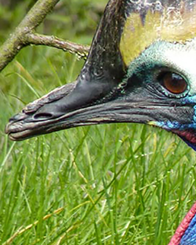 Cassowary personality