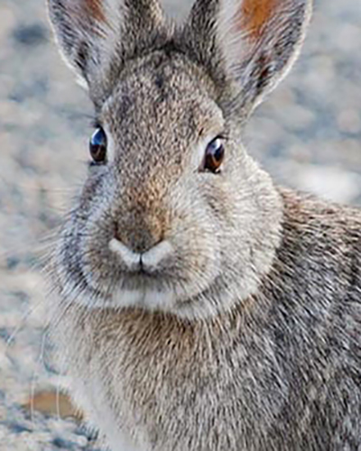 Cottontail personality