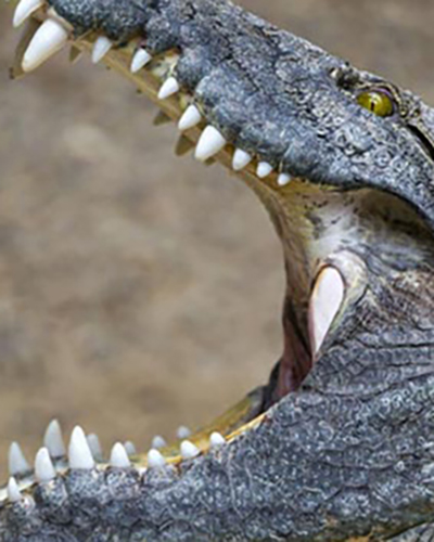 Crocodile personality