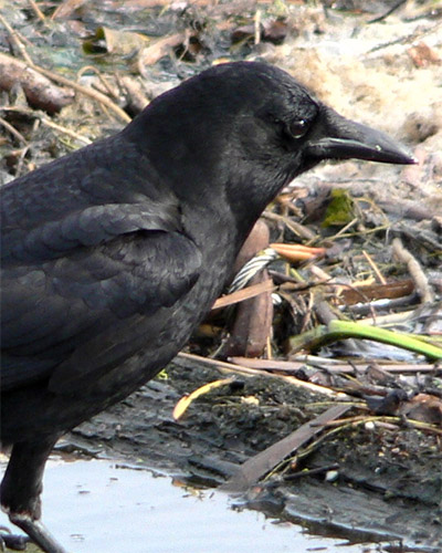 Crow personality