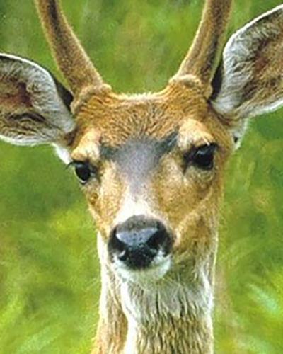 Deer personality