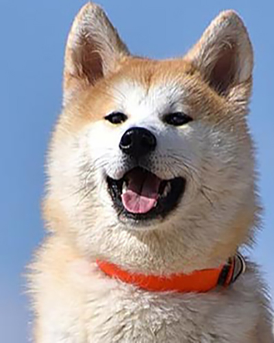 Dog personality