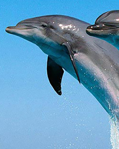 Dolphin personality
