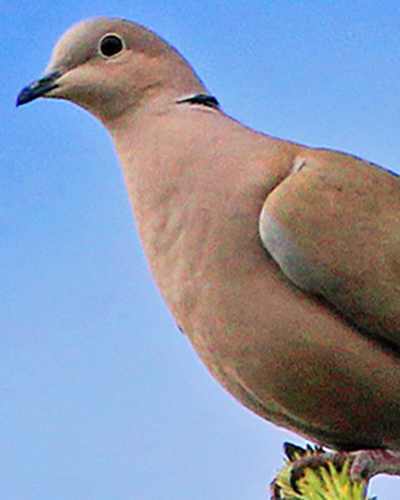 Dove personality