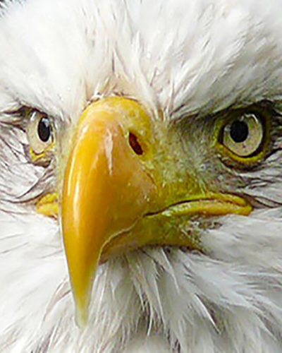 Eagle personality
