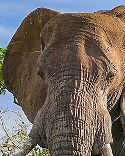 Elephant personality