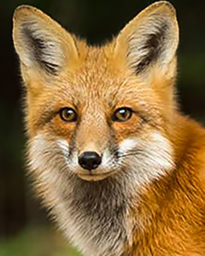 Fox personality