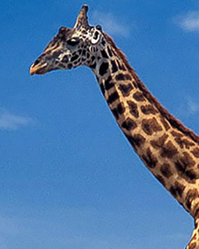 Giraffe personality