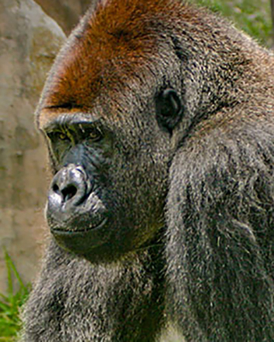 Gorilla personality
