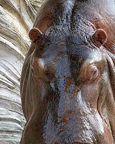 Hippo personality