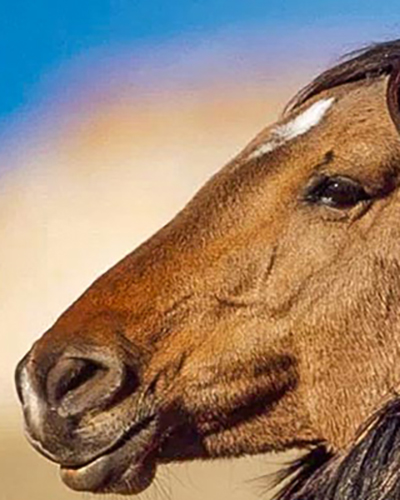 Horse personality