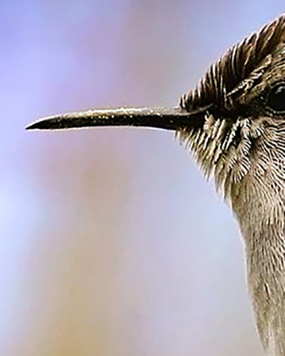 Hummingbird personality