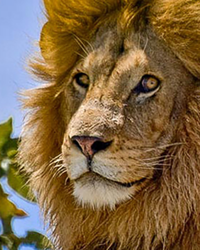 Lion personality