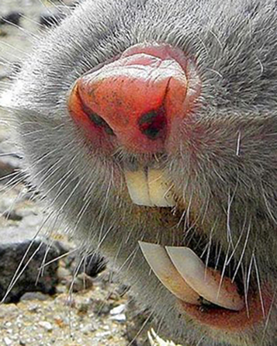 Mole personality