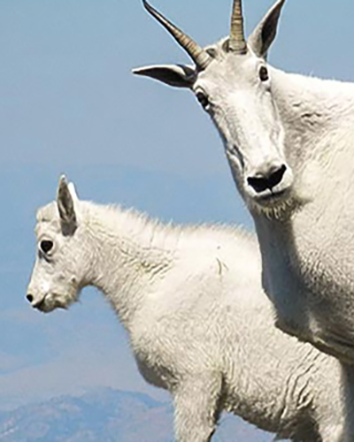Mountain Goat personality